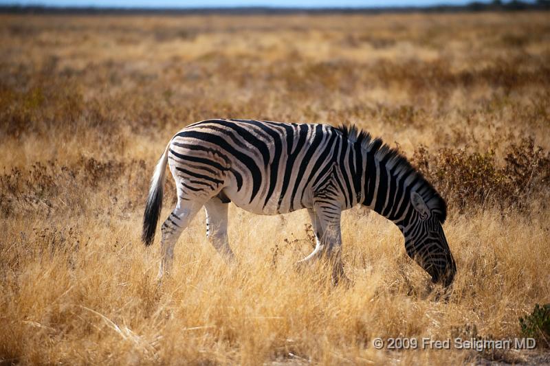 20090610_134253 D3 X1.jpg - Zebras are very beautiful animals